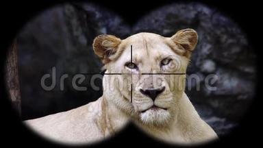 雌狮透过望远镜看到。 观看野生动物野生动物园