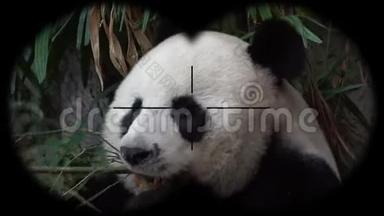 通过望远镜可以看到大熊猫猫尾藻。 观赏野生动物狩猎