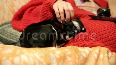 一只小狗正在睡沙发上取暖，把鼻子塞进他情妇`口袋里。 穿红衣服的女孩