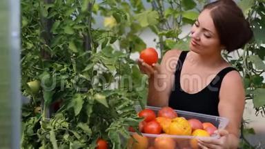 女农民正在温室里收割蔬菜。 蕃茄