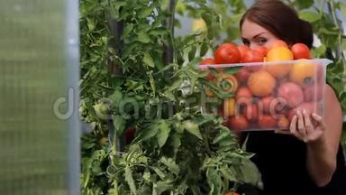 女农民正在温室里收割蔬菜。 蕃茄