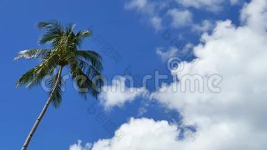 晴空万里的蓝天上有椰子棕榈树。