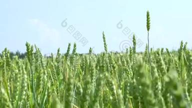 绿色的麦秆随风飘扬