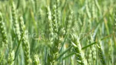 绿色的麦秆随风飘扬