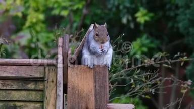 灰松鼠在初冬从花生盒中喂食。