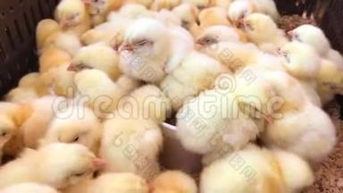 家禽养殖场的小鸡