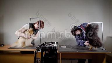 两个女洗衣师正在准备一个小狗表演，一个正在刷牙，另一个正在宠物沙龙修剪