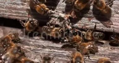 欧洲<strong>蜜蜂</strong>，<strong>蜜蜂</strong>，<strong>蜜蜂</strong>，站在蜂巢的入口，<strong>蜜蜂</strong>从假癣丝中退出