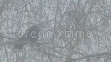 乌鸦坐在桦树的树枝上
