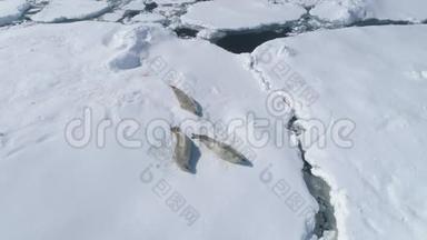 南极洲冰山海豹韦德尔扮演冰山