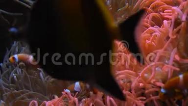 在海葵触须中游动的小龙虾