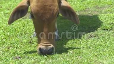 牛的头在牲畜的夏季牧场吃青草。 在牧场上放牧奶牛，吃东西
