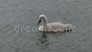 小天鹅，天鹅，在湖里划船。 高清30秒