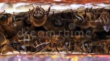 欧洲蜂蜜蜜蜂，蜜蜂蜂房，诺曼底蜂房，<strong>实时</strong>