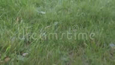在草地上移动的绿草和树叶的滑动镜头。 美草特写滑动视频拍摄..