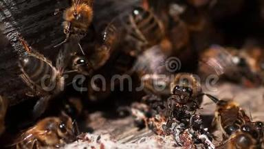 欧洲蜜蜂，蜜蜂，蜜蜂，站在蜂巢的入口，蜜蜂从假癣丝中退出