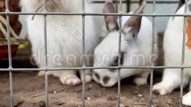 家养的毛茸茸的白色和黑色斑点农场兔子，在动物农场的笼子后面，牲畜食物动物