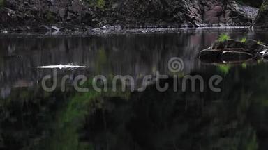 鲑鱼，鳟鱼，沿着平静的河流跳跃，发现角，莫莱郡，苏格兰。