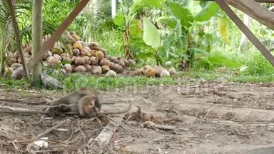 可爱的猴子工人休息从椰子收获收集。 圈养上使用动物劳动.. 农场