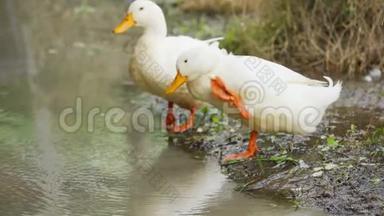 白鸭在池塘边休息