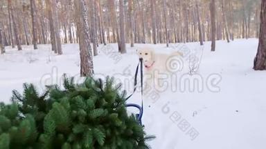 <strong>狗拉雪橇</strong>在圣诞树上。快圣诞节的概念