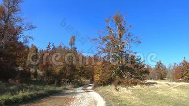 景观秋色彩林.. <strong>风吹</strong>过树叶。没有铺好的地方公路通向<strong>森林</strong>。