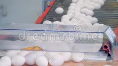 鸡蛋在家禽身上向下输送的过程。家禽养殖场工业生产线。