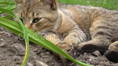 猫躺在草地上咆哮
