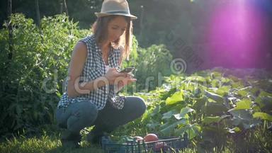 农民妇女在花园里用手机拍照收获蔬菜。