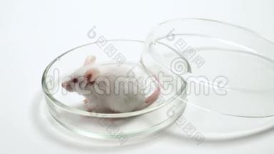 实验室里桌子上有白色的实验室老鼠。 在白色背景上。 老鼠是用来做实验的，药物