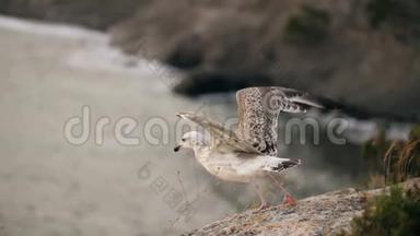 海鸥从岩石上起飞