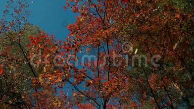 在晴朗的日子，秋天的森林里，红色的落叶脱落了。 振叶在缓慢下落中向地面缓慢下落..
