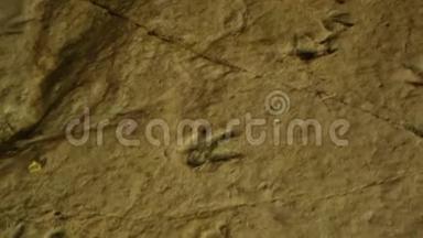 古动物在岩石表面的化石足迹，历史，考古学