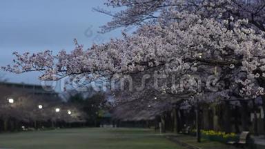 东京一个公园里樱花街道与鸟儿鸣叫的晨景