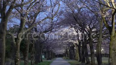 东京一个公园里樱花街道与鸟儿鸣叫的晨景