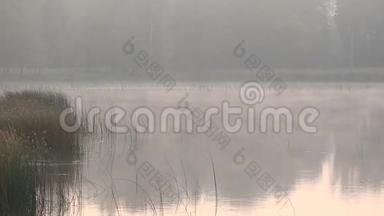 夏天早晨雾在湖面上翻滚。 4K