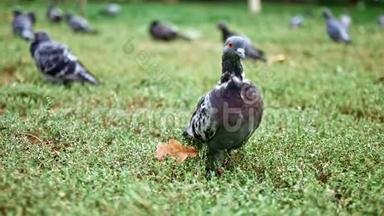 一群鸽子坐在公园的草地上