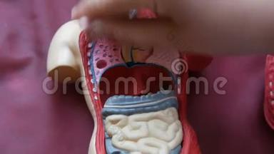 人体解剖结构的玩具模型.. 一个青少年的手在人体内部拆卸人工