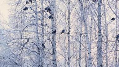 灰鸽子站在一根带着白雪<strong>的树枝上</strong>.. 一群<strong>鸟</strong>特写.. 冬天<strong>的</strong>动物。 霜冻<strong>的</strong>树木