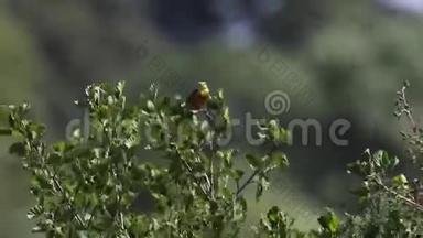 七月，苏格兰一个风和日丽的日子，黄锤鸟，香茅，栖息在河边的一棵小树上。