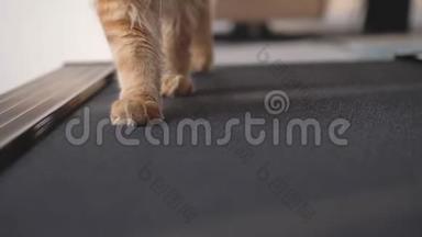 一只猫的爪子，在跑步机上跑。 慢动作。 3840x2160