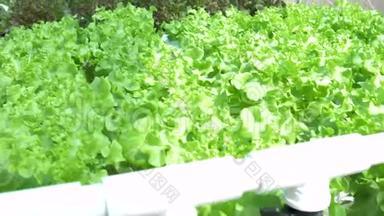 在温室里种植绿色沙拉和蔬菜。温室水培，背景模糊。