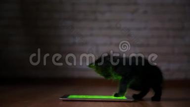 晚上一只小黑猫正在玩屏幕平板电脑.. 玩得开心，在屏幕上跳跃。