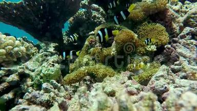 黑尼莫小丑鱼在海葵。 海洋中的水下珊瑚礁。