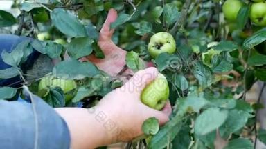 女人从苹果树上摘青苹果，收割冬天，特写，摘青苹果