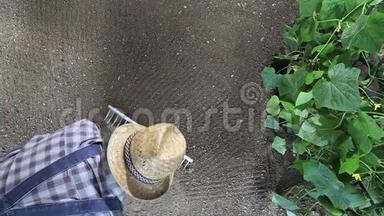 一位农民在菜园里用耙子干活，在黄瓜植物附近耙土，俯视并复制空间