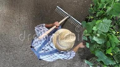 一位农民在菜园里用耙子干活，在黄瓜<strong>植物</strong>附近耙土，<strong>俯视</strong>并复制空间