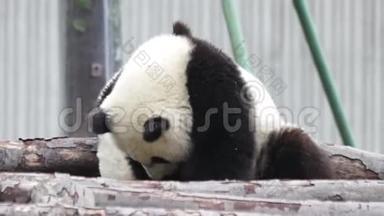 中国的小熊猫幼崽正在冷却