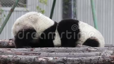 中国的小熊猫幼崽正在冷却