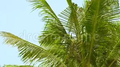 绿棕树的枝条<strong>迎风飘扬</strong>，在夏日海滩上的蓝天景观上。 晴空万里的棕榈树